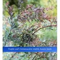 Tropical Seeds-Golden Mimosa-10 Seeds -Purple Foliage--Acacia Baileyana Purpurea-Container Gardening Bonsai-Standard -Serendipity Seeds