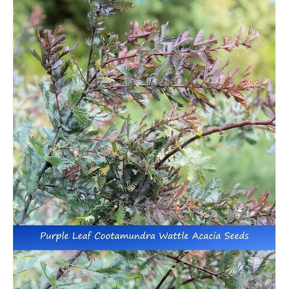 Tropical Seeds-Golden Mimosa-10 Seeds -Purple Foliage--Acacia Baileyana Purpurea-Container Gardening Bonsai-Standard -Serendipity Seeds
