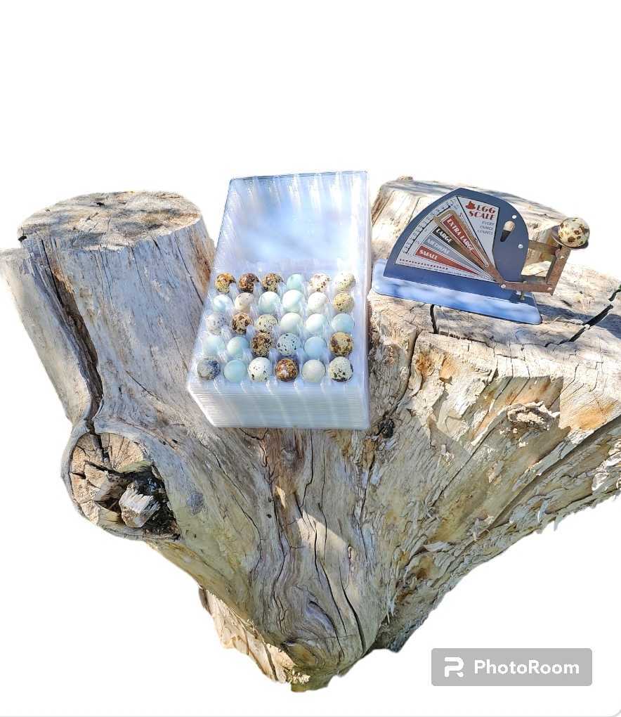 30 hole quail egg cartons for jumbo quail eggs 50 count