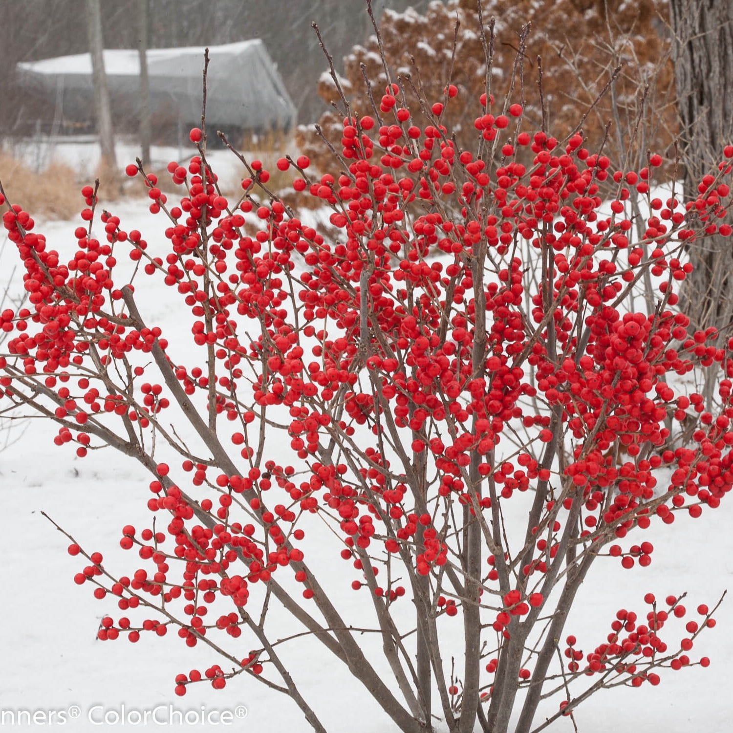 Proven Winners ColorChoice 5" Berry Poppins Winterberry Live Plant in 4.5" Pot (4 Count)