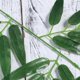 thumbnail image 4 of 25Pcs Artificial Green Bamboo Leaves Fake Green Plants Greenery Leaves Caliduct Decor for Home Hotel Office (Green), 4 of 4
