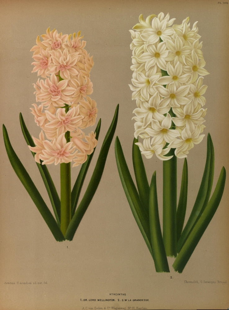 Haarlems Flora 1872