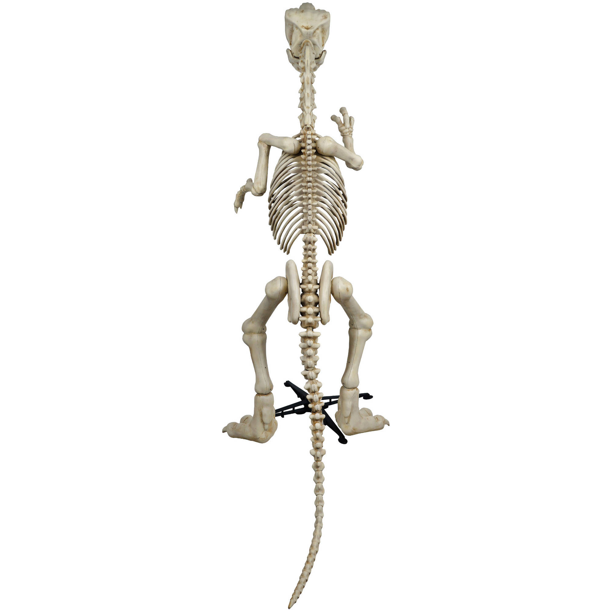 6 ft. Standing Skeleton Raptor with LED Illuminated Eyes Halloween Decoration - image 2 of 3