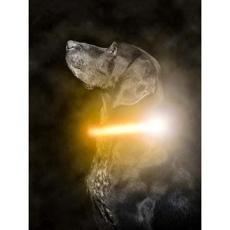 UPC: 0850024861152 | Mighty Paw Safety LED Dog Collar | USB Rechargeable With 2 High Visibility Glow Strips (M Orange)
