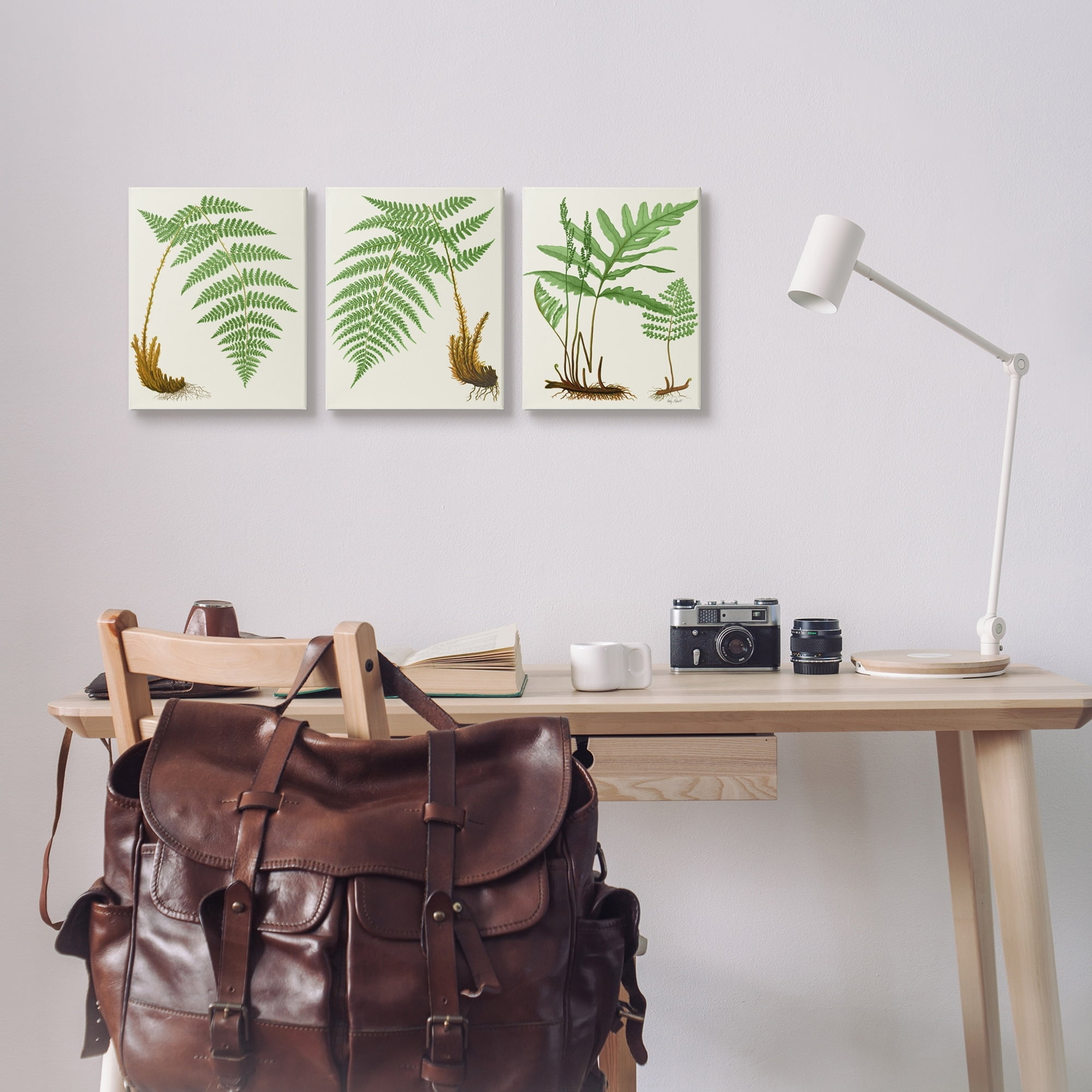 Stupell Industries Vegetation Latin Study Botanical Fern Plants Nature Graphic Art Gallery Wrapped Canvas Print Wall Art, Set of 3, Design by Patty Rybolt