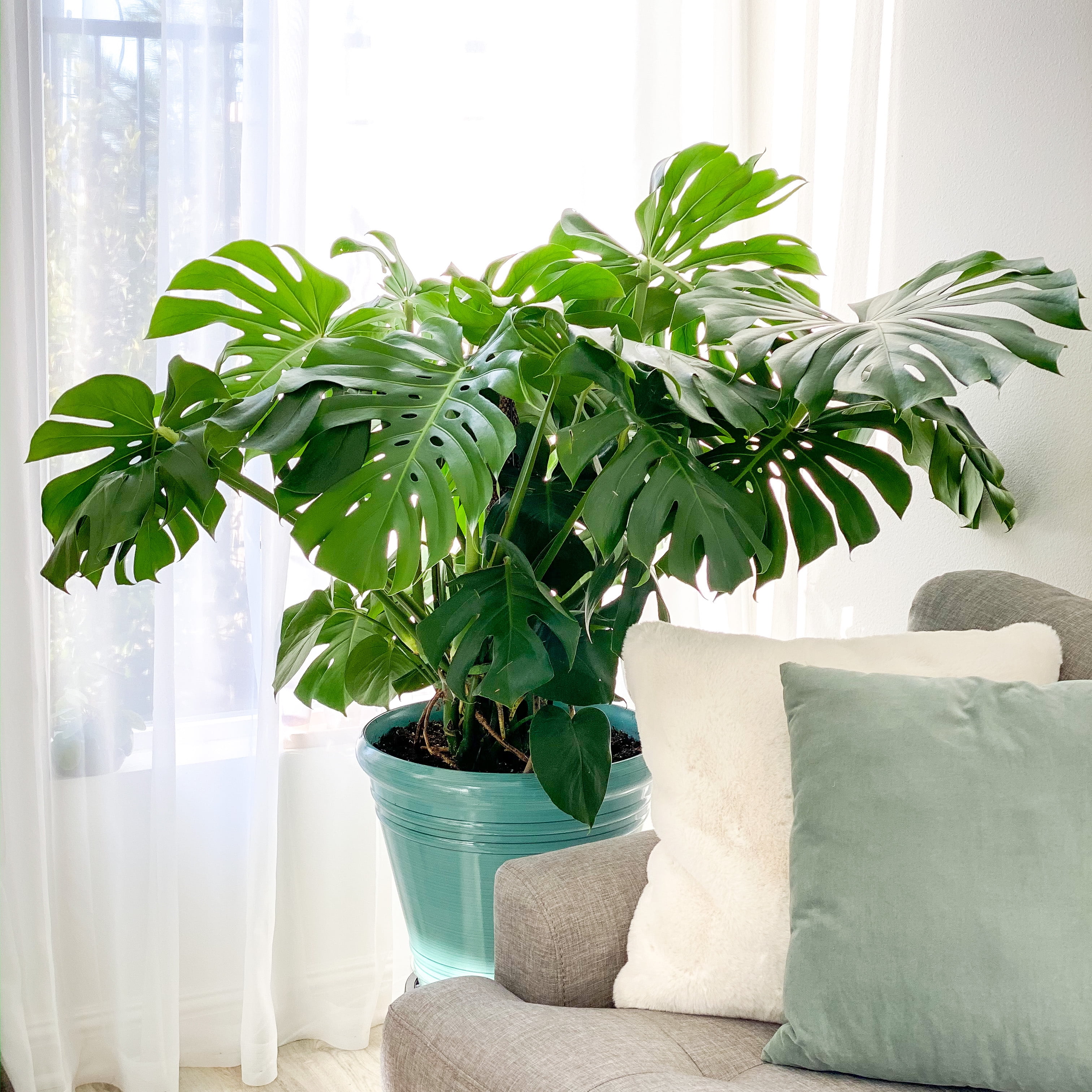 Monstera Deliciosa Live Indoor Plant in 10-inch Grower Pot, Medium to Bright Light by United Nursery