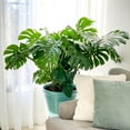 thumbnail image 5 of Monstera Deliciosa Live Indoor Plant in 10-inch Grower Pot, Medium to Bright Light by United Nursery, 5 of 6