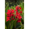 thumbnail image 2 of 5 Graines de CANNA Indica Rouge, 2 of 11