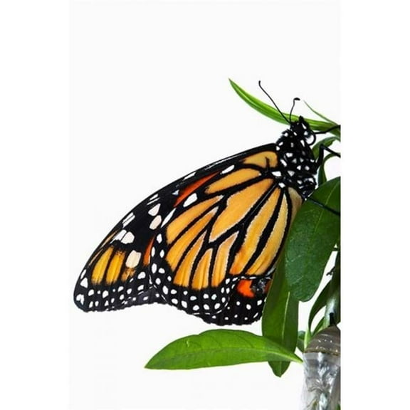 Posterazzi PDDAU02DWA4902 Monarch Butterfly Poster Print by David Wall - 24 x 35 in.