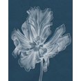 thumbnail image 2 of Goldberger, Jennifer 12x14 White Modern Wood Framed Museum Art Print Titled - Monochrome Tulip II, 2 of 4