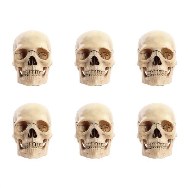 6X 1:2 CráNeo Desmontado Modelo AnatóMico AnatomíA Esqueleto CráNeo Modelo Desmontable Herramienta de Suministros de EnseñAnza