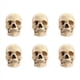 thumbnail image 1 of 6X 1:2 CráNeo Desmontado Modelo AnatóMico AnatomíA Esqueleto CráNeo Modelo Desmontable Herramienta de Suministros de EnseñAnza, 1 of 6