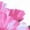White-1, variant on Women's Pink Poppy Floral Graphic Short Sleeve T-Shirt Casual Cotton Crewneck Top