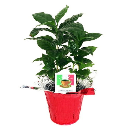 Small Bean Pot - Hirt's Arabica Coffee Bean Plant - 3.5