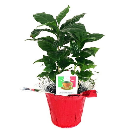 Hirt's Arabica Coffee Bean Plant - 3.5