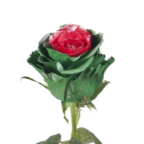 Painted Marshmallow Green & Red Metallic Roses - 50 cm - Fresh Cut Flowers - 100 Stems - by Bloomingmore
