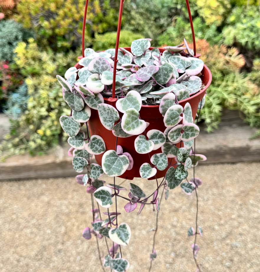 Variegated String of Hearts Plant Live, Pink String of Heart Plant 2 Inches Pot, Live Plant Indoor String of Hearts