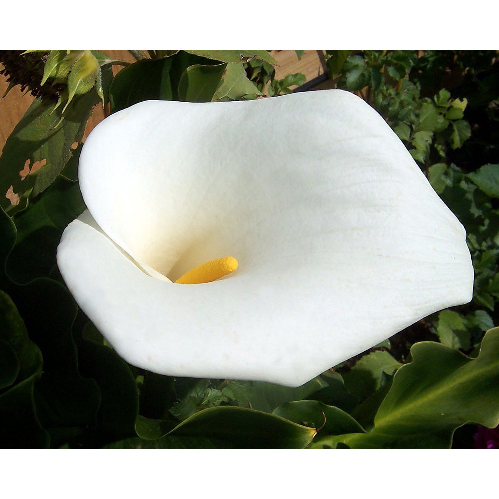 Florist Calla Lily Bulb 1 Bulbs 16/18 cm Zantedeschia albomaculata