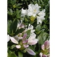 thumbnail image 2 of Rhododendron cat. 'Cunningham's White' (Rhododendron) Evergreen, white flowers, #2 - Size Container, 2 of 4