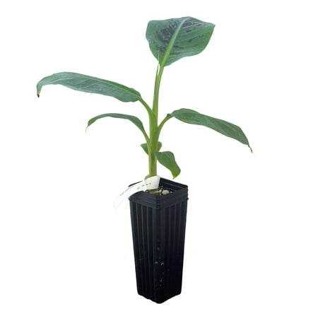 MicroStarts Live Dwarf Cavendish Banana Fruit Tree - 1 Plant in Nursery Pot
