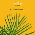 thumbnail image 3 of Costa Farms 36" Bamboo Palm Live House Plants in 10-12" Grower Pot, 3 of 10