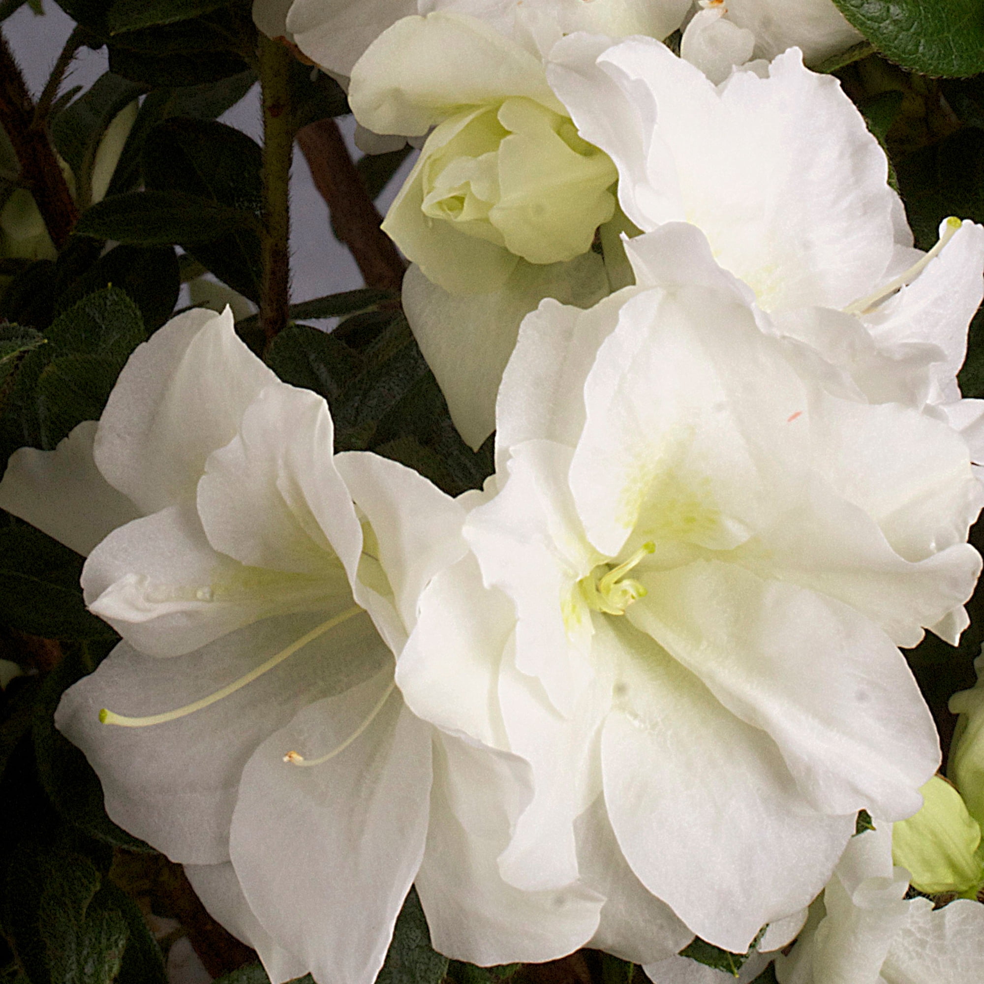 Encore Azalea Autumn Moonlight Live Shrub