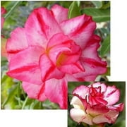 9GreenBox - Triple Spin Desert Rose - 4" Pot