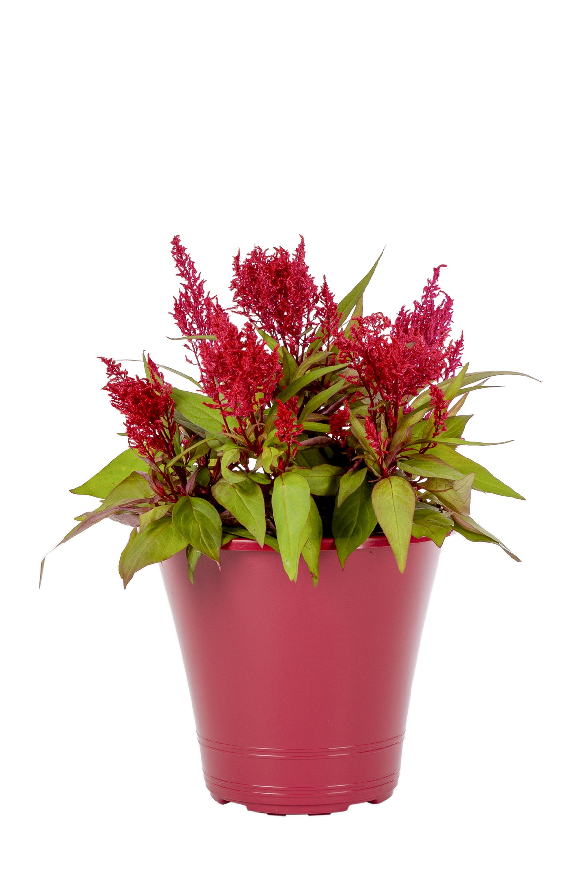 Dragon S Breath Celosia 1 5 G Red Live Plants Walmart Com Walmart Com