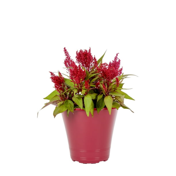 Dragon S Breath 1 5 Gal Celosia Red Live Plants With Planter Walmart Com Walmart Com