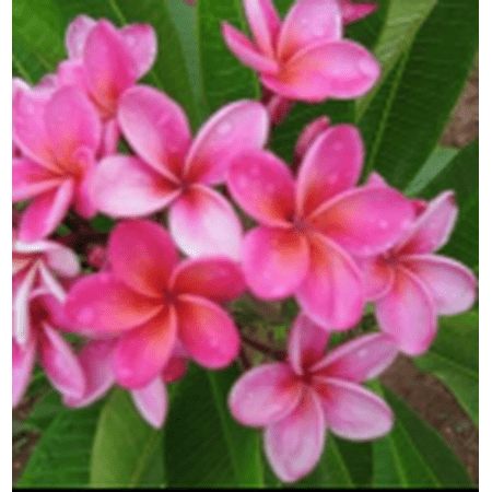 Pink Rainbow Plumeria - Frangipani - 12-16" Cutting