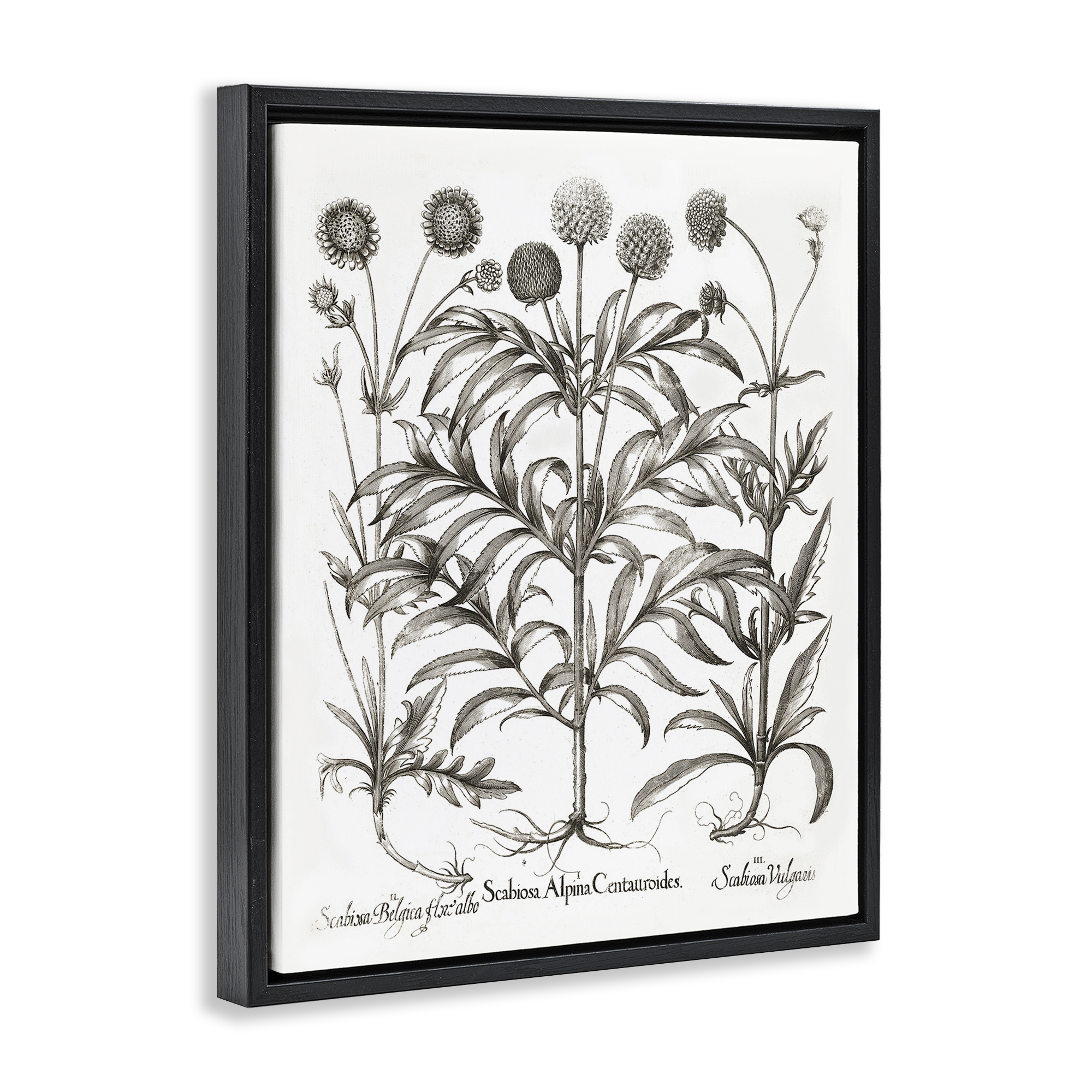 Stupell Industries Scientific Vintage Flowers Botanical & Floral Painting Black Floater Framed Art Print Wall Art, 17 x 21