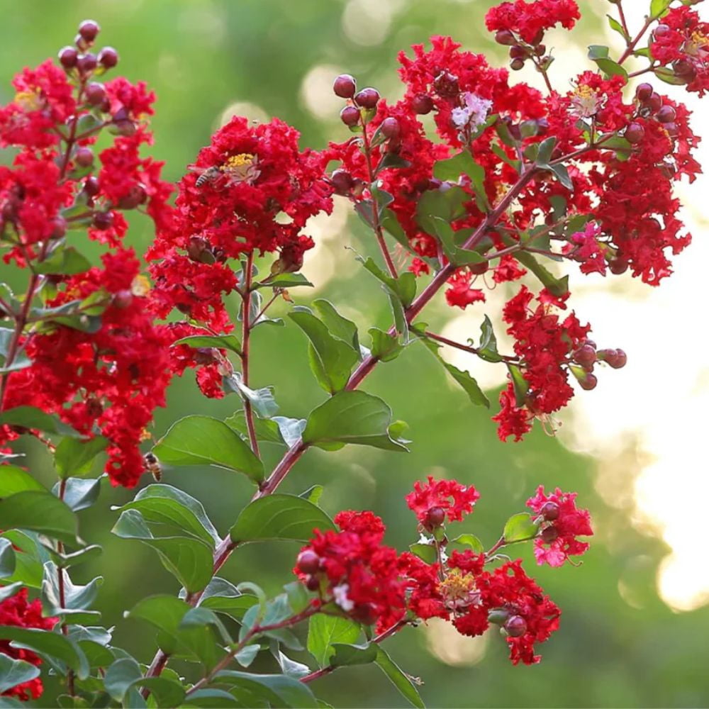 Proven Winner 1.5- 2 ft tall Center Stage Red Crape Myrtle Live Tree in 3-Gallon Grower Pot