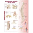 thumbnail image 1 of Anatomie et Blessures de la Colonne Vertébrale Tableau Anatomique, 1 of 1