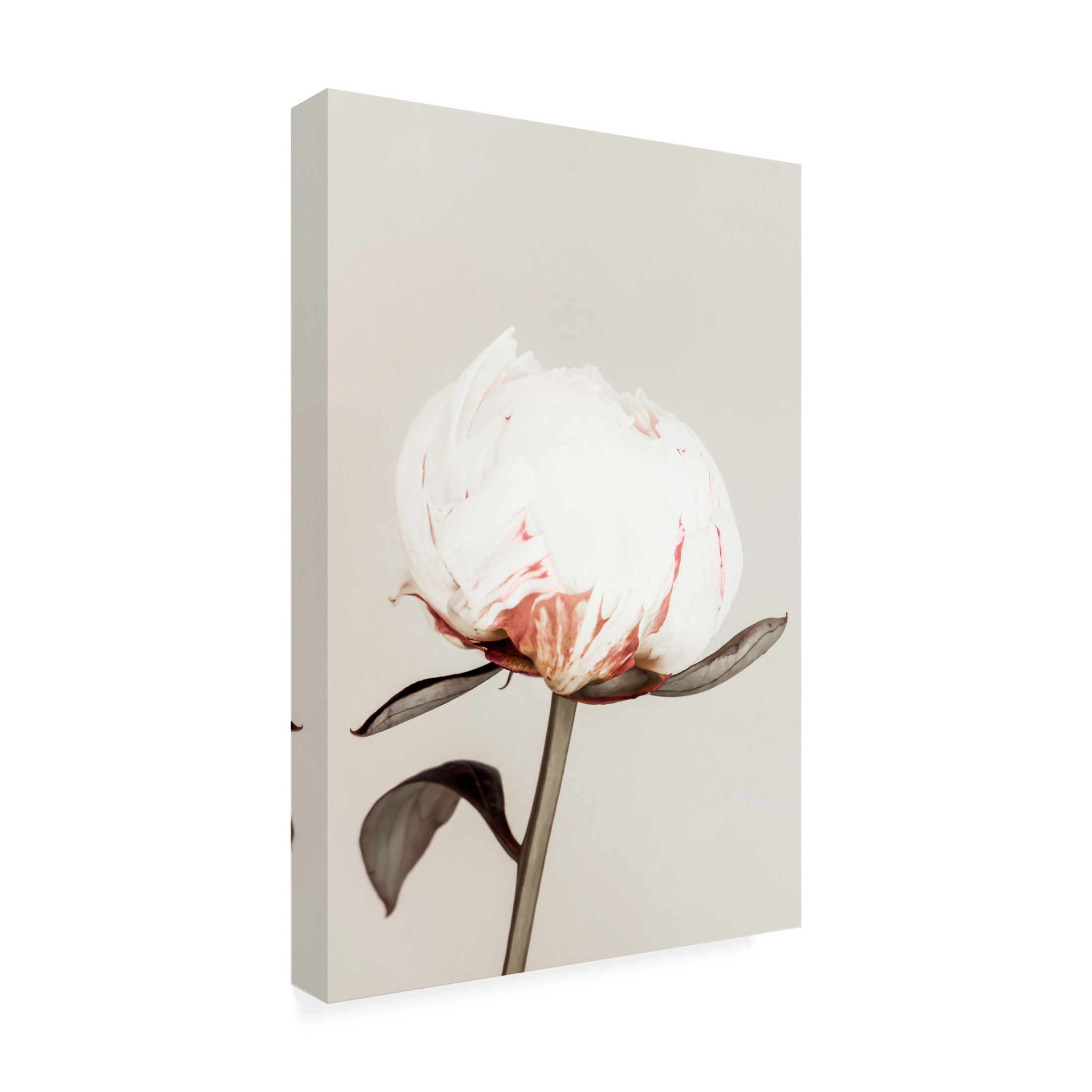 Trademark Fine Art Pictufy Studio III Peony 13 Canvas Wall Art