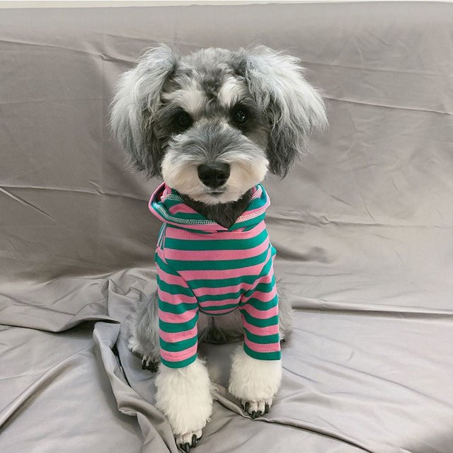 Suéter para perro, suéteres con campanas de alce navideño para mascotas, reno de Halloween para perros y gatos pequeños, rayas rojas rosas XS (se recomienda 1-3 gatos)