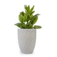 thumbnail image 6 of Olurrisa Ceramic Flowerpot, Modern Planter for Patio, Garden, Windowsill - White, 6 of 8