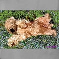 thumbnail image 3 of CafePress - SLEEPING PUPPY Ash Grey T Shirt - Womens Comfort Colors® Shirt, 3 of 4