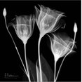 thumbnail image 2 of Art.com Gentian Xray 1 Stretched Canvas Print Wall Art by Albert Koetsier, 16" x 16", 2 of 4
