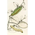 thumbnail image 2 of James Duncan 12x18 Black Ornate Wood Framed Double Matted Museum Art Print Titled - Caterpillar of Saturnia Cynthia, Saturn Mylitta (1833), 2 of 5