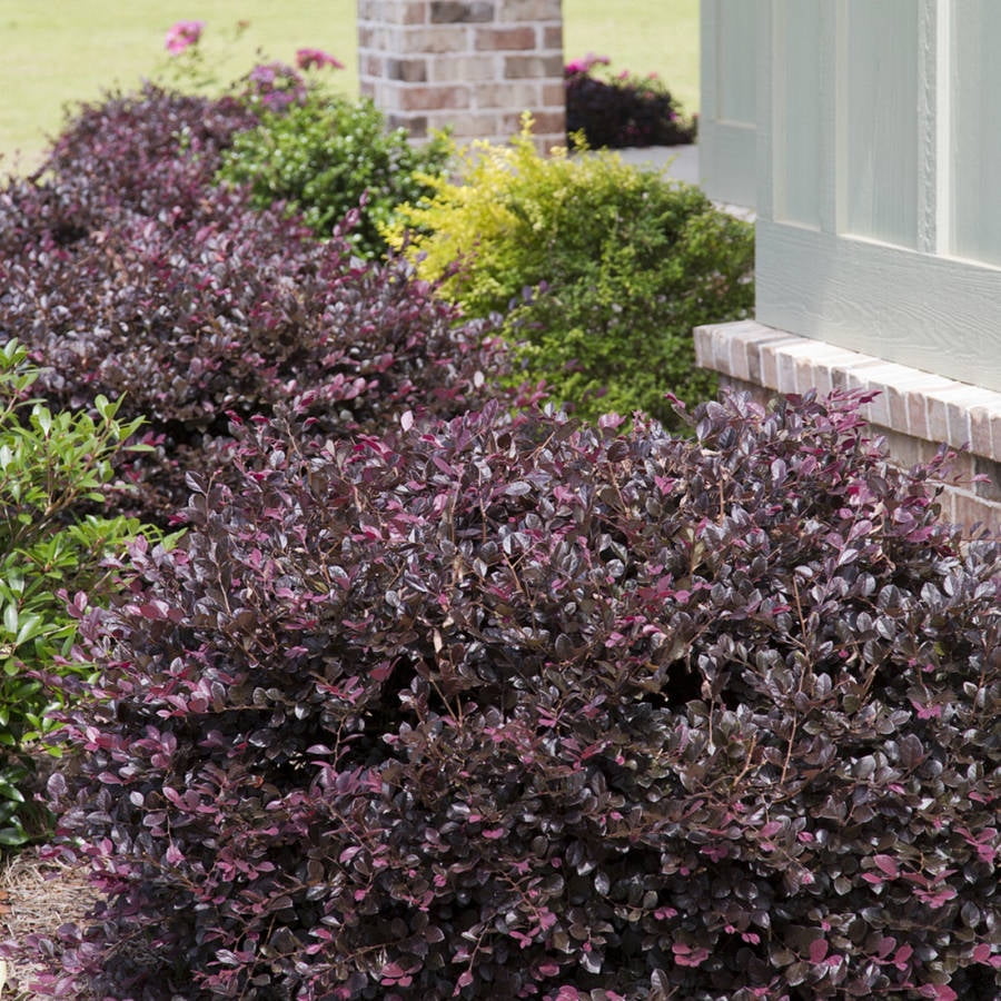 Southern Living Purple Diamond Loropetalum Live Shrub in 2.5-Quart Grower Pot