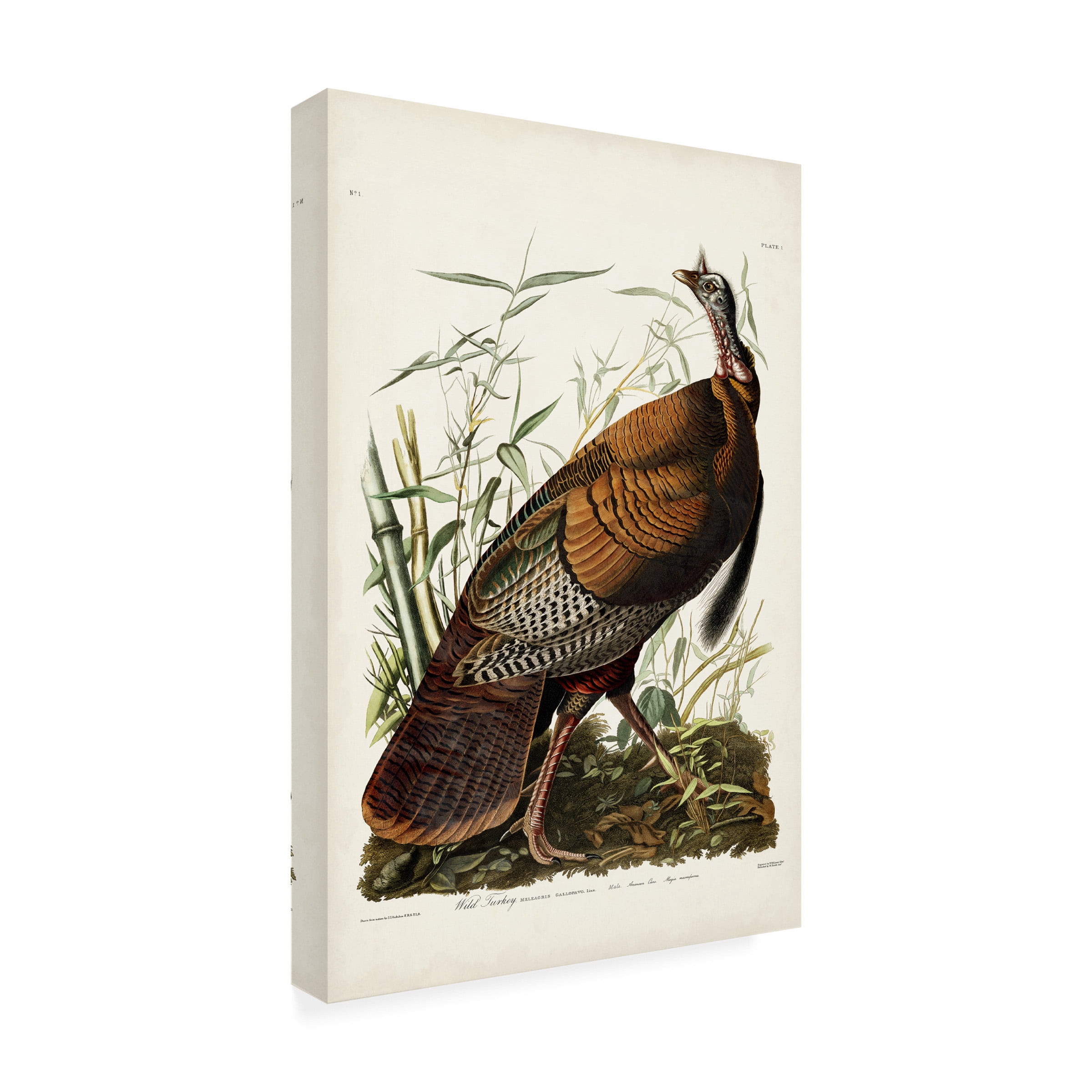John James Audubon 'Wild Turkey' Canvas Art