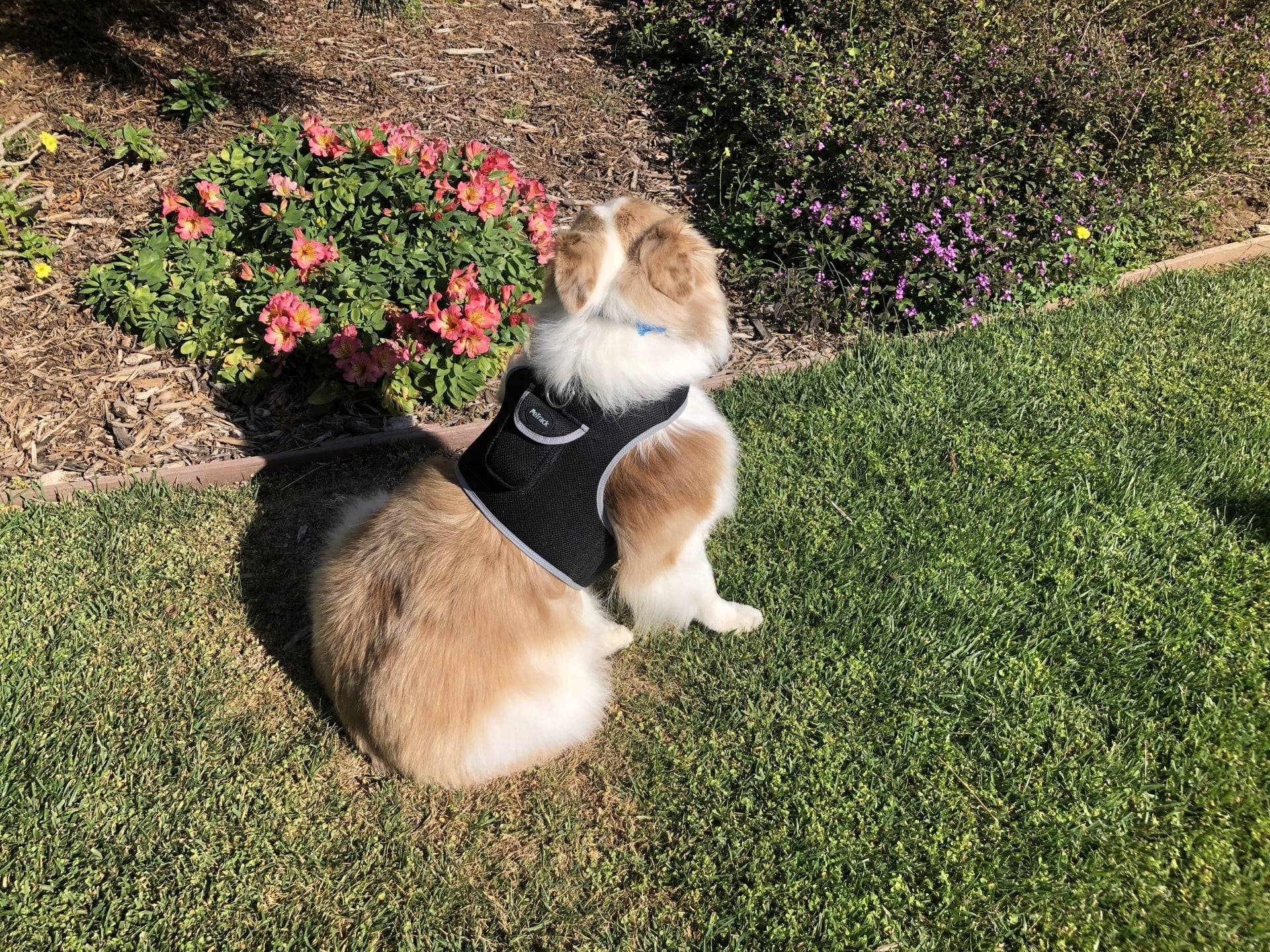 Waterproof Dog Tracker Collar Mounted GPRS GSM GPS Pet Location Finder Size:M