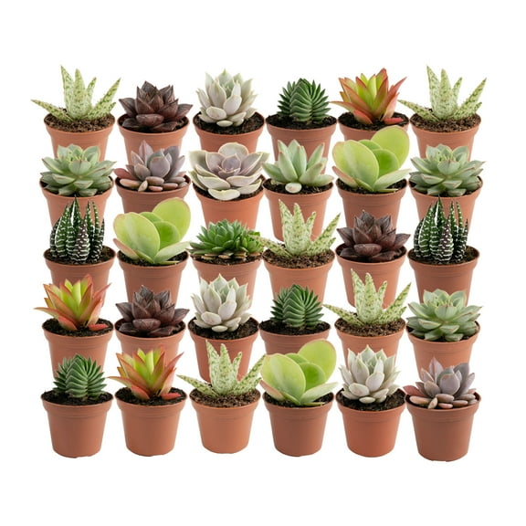 Costa Farms 3" Tall Assorted Succulents, Bright Indirect Sunlight, Indoor Live House Plants, 30-Pk