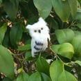 thumbnail image 4 of SPRING PARK Artificial Owl Simulation Ornaments DIY Craft Decoration Lovely Artificial Animal Owl Miniature Plush Toy Garden Ornament Photo Props, 4 of 5