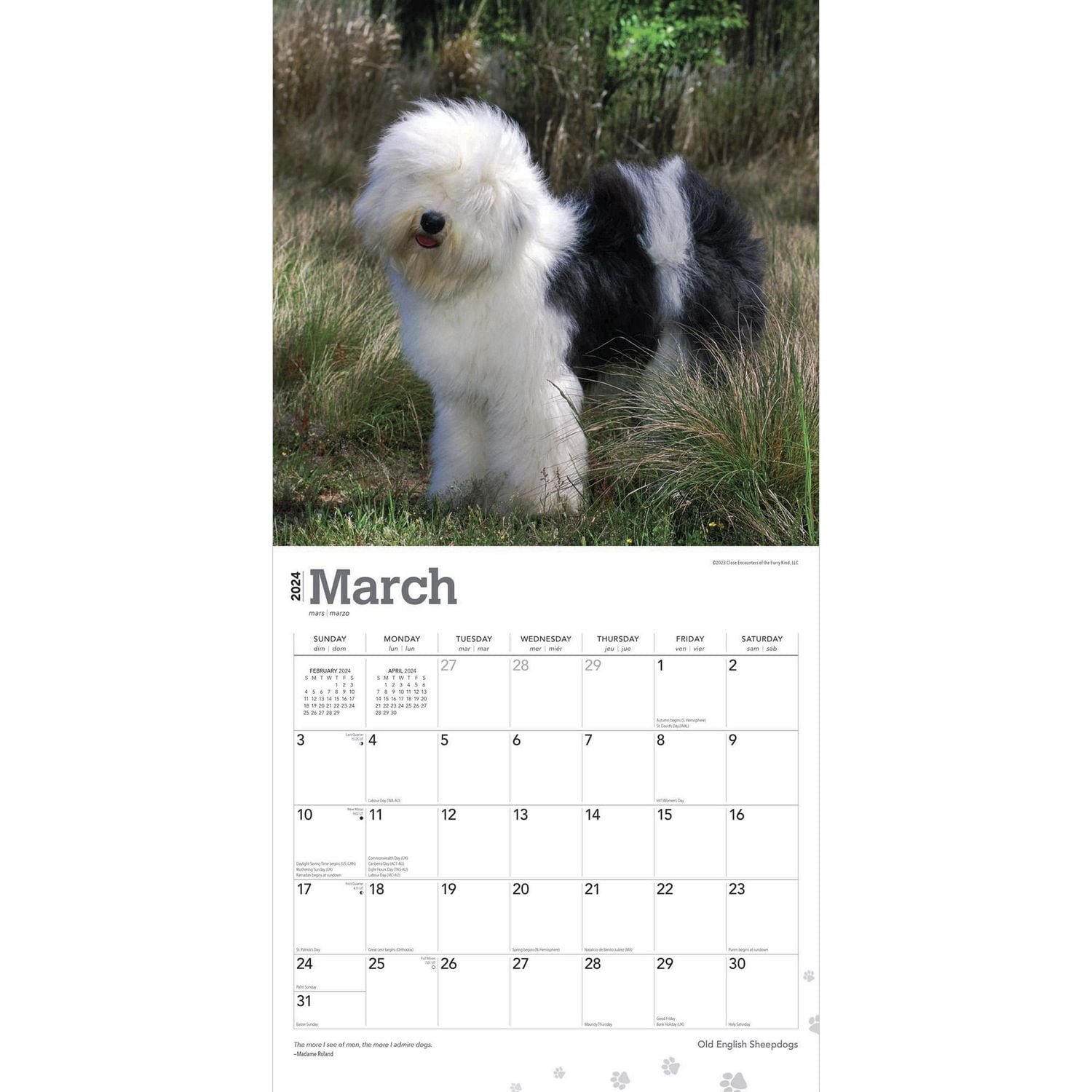 BrownTrout Old English Sheepdogs 2024 12x24 Inch Square Wall Calendar, 9781975464370
