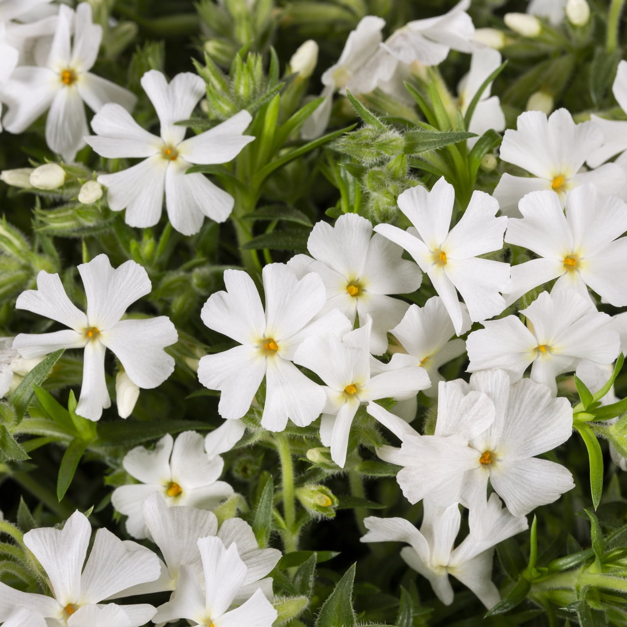 Expert Gardener 2QT White Phlox Subulata Live Perennial Plant Sun 3-Pack