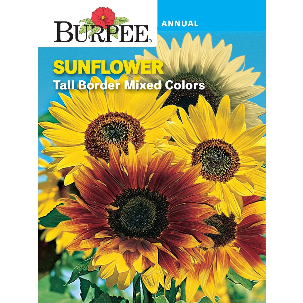 Burpee Tall Border Mixed Colors Sunflower Flower Seed 1 Pack Walmart