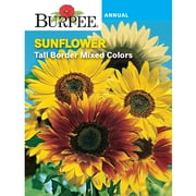 Burpee Tall Border Mixed Colors Sunflower Flower Seed, 1-Pack