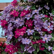 1 qt. Clematis Collection Perennial Plants with Multicolor Flowers