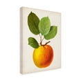 thumbnail image 2 of Vision Studio 'Antique Fruit I' Canvas Art, 2 of 3